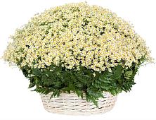 Цветочная композиция из Ромашки в корзине #REPLACE_PRED# Кировский Астраханской области
